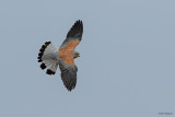 Lesser Kestrel