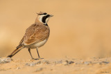 Temminck’s Lark