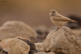 Desert Lark