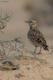 Bimaculated Lark  