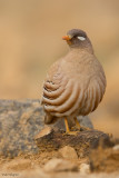 Sand Partridge 