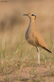 Cream-coloured Courser