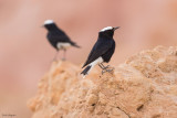 White-crowned Wheatear