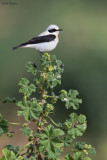 Black-eared Wheatear