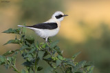 Black-eared Wheatear 