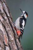 Syrian Woodpecker 