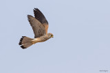 Lesser Kestrel