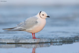 Ross's Gull