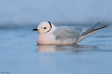 Ross's Gull