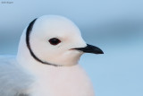 Ross's Gull