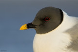 Sabine's Gull