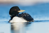 Yellow-billed Loon 