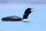 Yellow-billed Loon