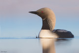 Pacific Loon