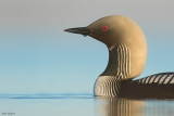 Pacific Loon