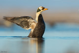 Spectacled Eider