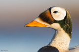 Spectacled Eider