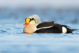 King Eider
