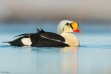 King Eider