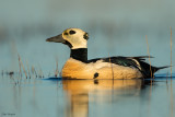 Steller's Eider