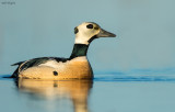 Steller's Eider