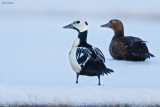 Stellers Eider 