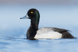 Greater Scaup