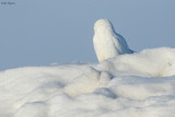 Snowy Owl