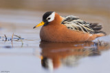 Red Phalarope