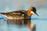 Red-necked Phalarope 