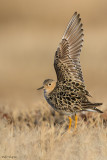 Buff-breasted Sandpiper