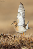 Buff-breasted Sandpiper