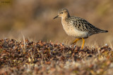 Buff-breasted Sandpiper 