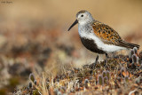 Dunlin