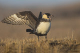 Pomarine Jaeger 