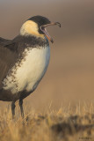 Pomarine Jaeger