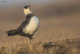 Pomarine Jaeger 