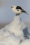 Snow Bunting