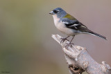 African Chaffinch