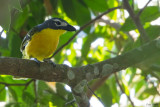 Monteiros Bushshrike