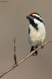 Acacia Pied Barbet