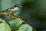 Yellow-rumped Tinkerbird 