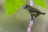 Speckled Tinkerbird
