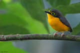 Yellow-bellied Wattle-eye