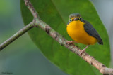 Yellow-bellied Wattle-eye 