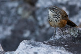 Rockrunner