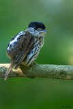 African Broadbill