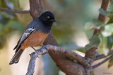 Rufous-bellied Tit 