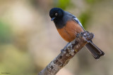 Rufous-bellied Tit