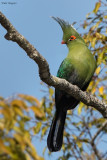 Schalow's Turaco